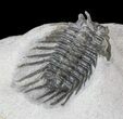 Undescribed Odontopleurid (aff Laethoprusia) Trilobite #39793-5